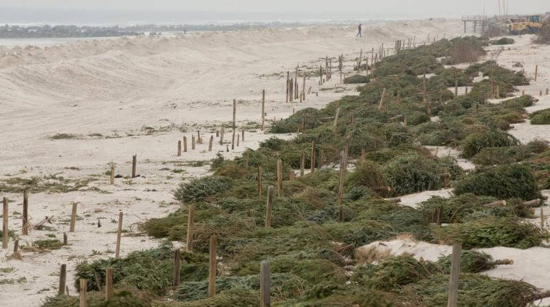 Christmas Tree to save Sand Dunes