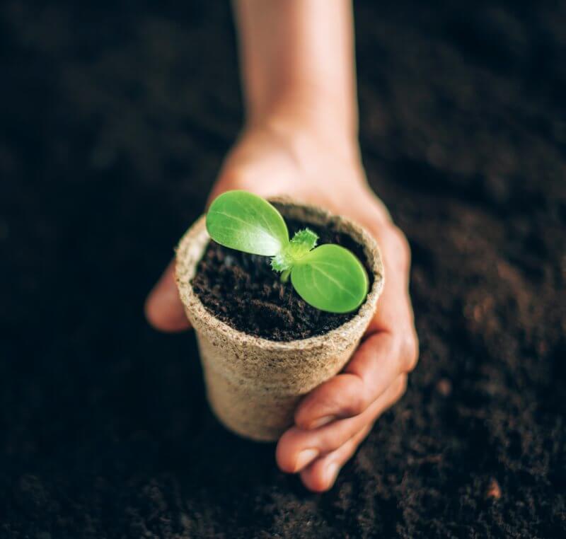 Man holding a cup with seedling in it, biodegradable and compostable