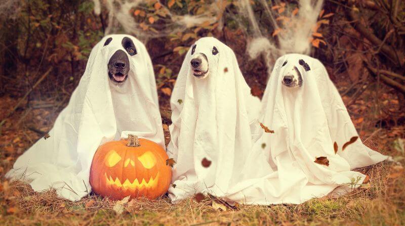 leftover pumpkin and ghost dogs