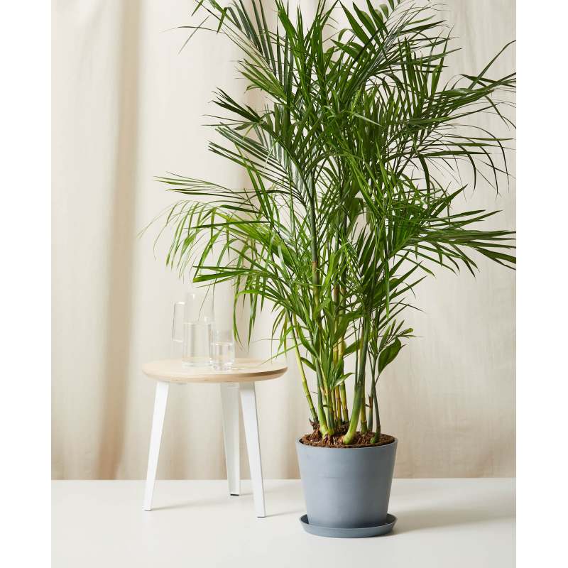 Bamboo plant - Houseplants that are easy to care for