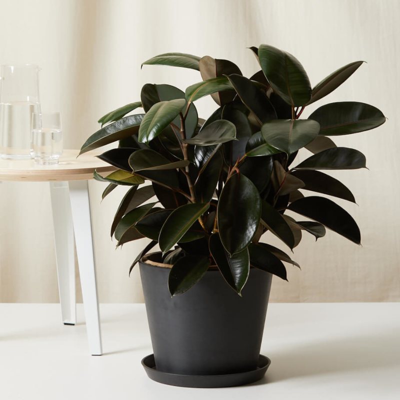 Rubber Plant - Houseplants that are easy to care for
