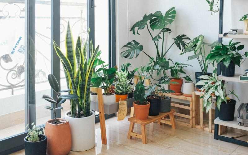Spring Decor - Indoor plants