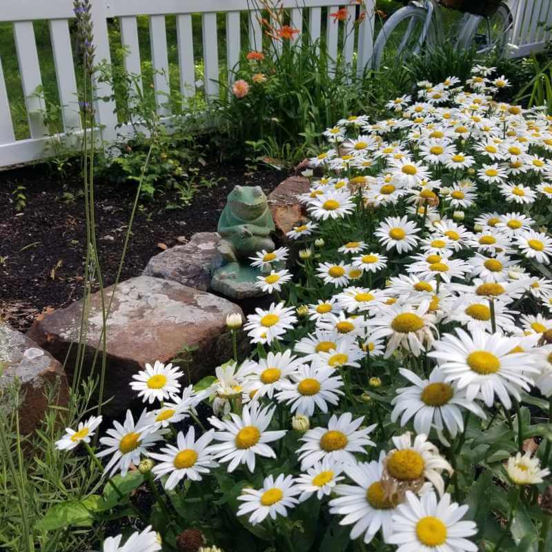 Spring gardening tips - Divide Perennial