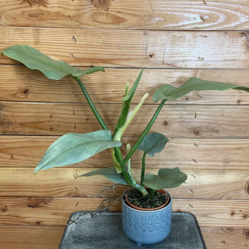 low-maintenance houseplants - Philodendron