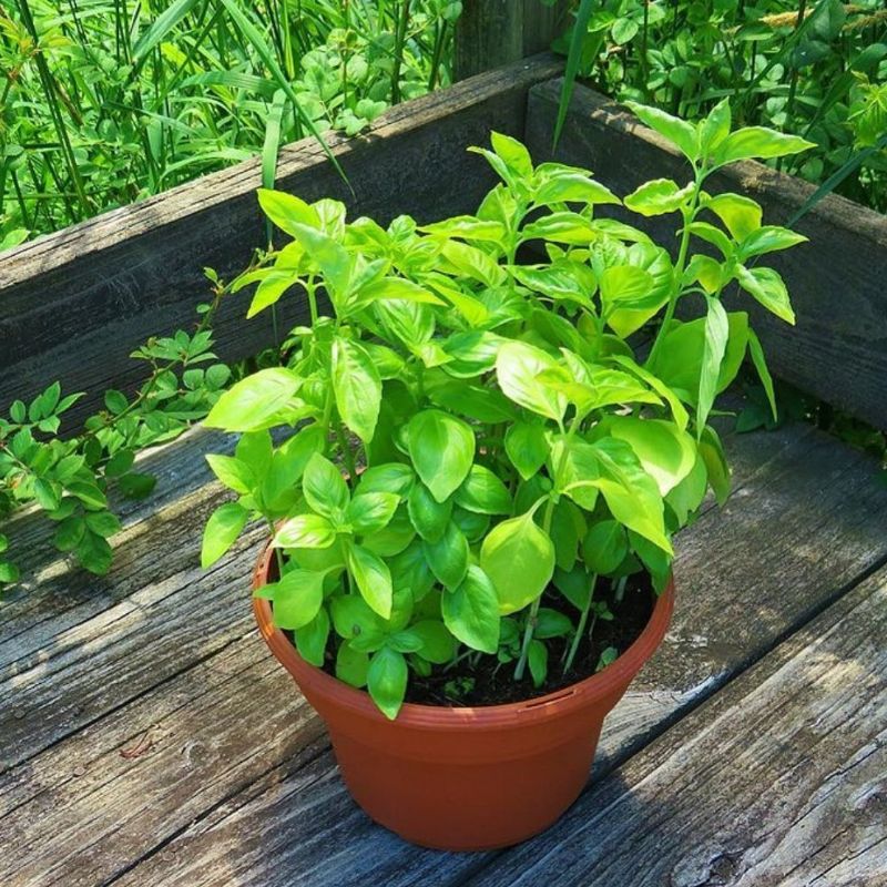 basil in a pot, herbs for your kitchen garden