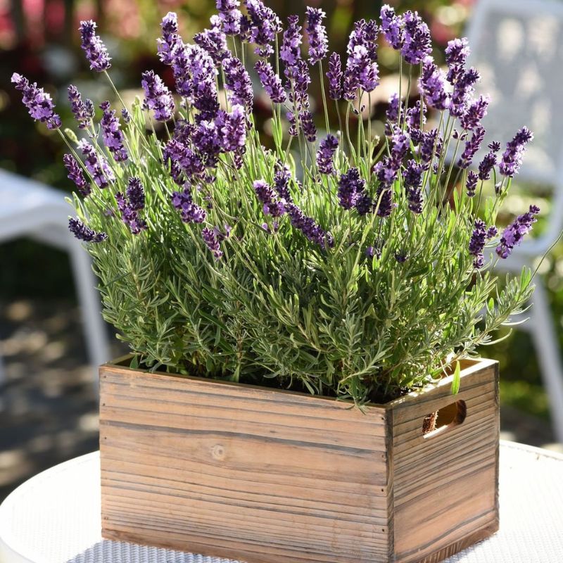 lavender herbs for your kitchen garden