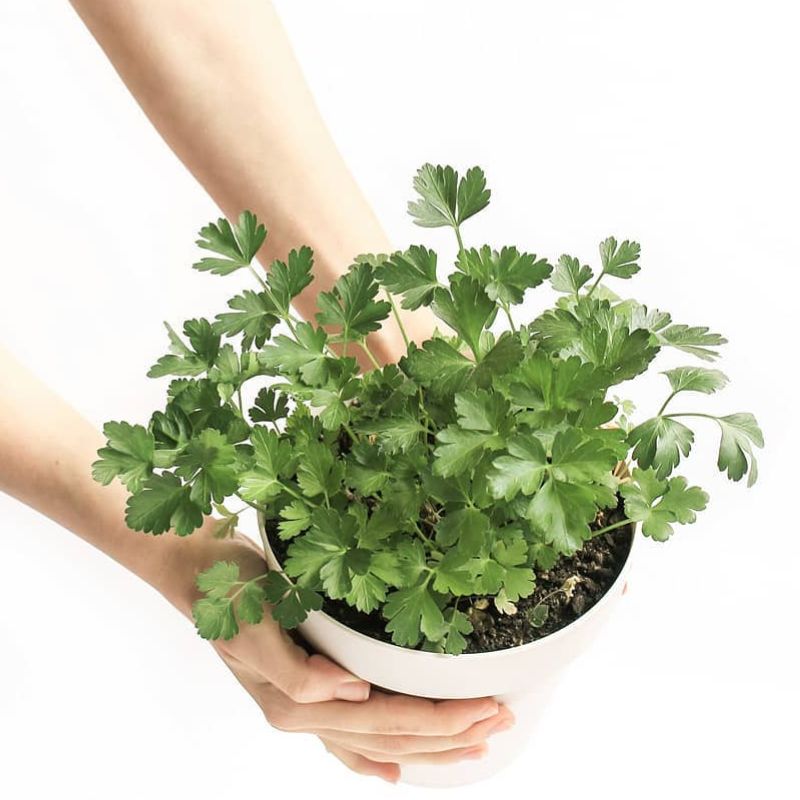woman holding parsley pot, herbs for your kitchen garden