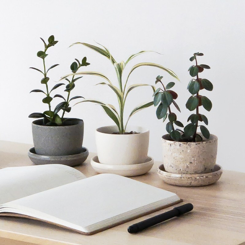 work from home essentials - mini desk planters