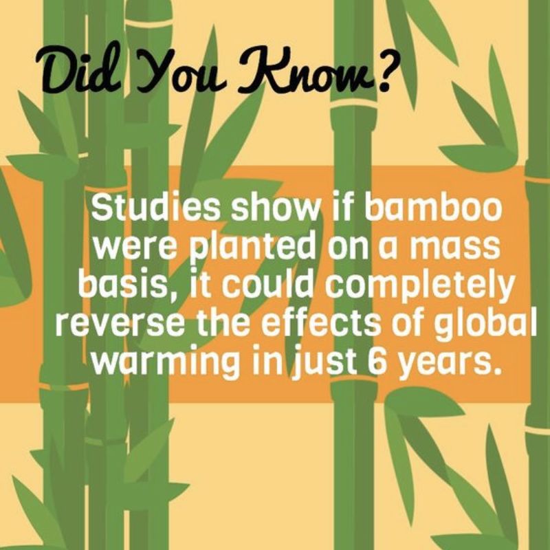 bamboo facts