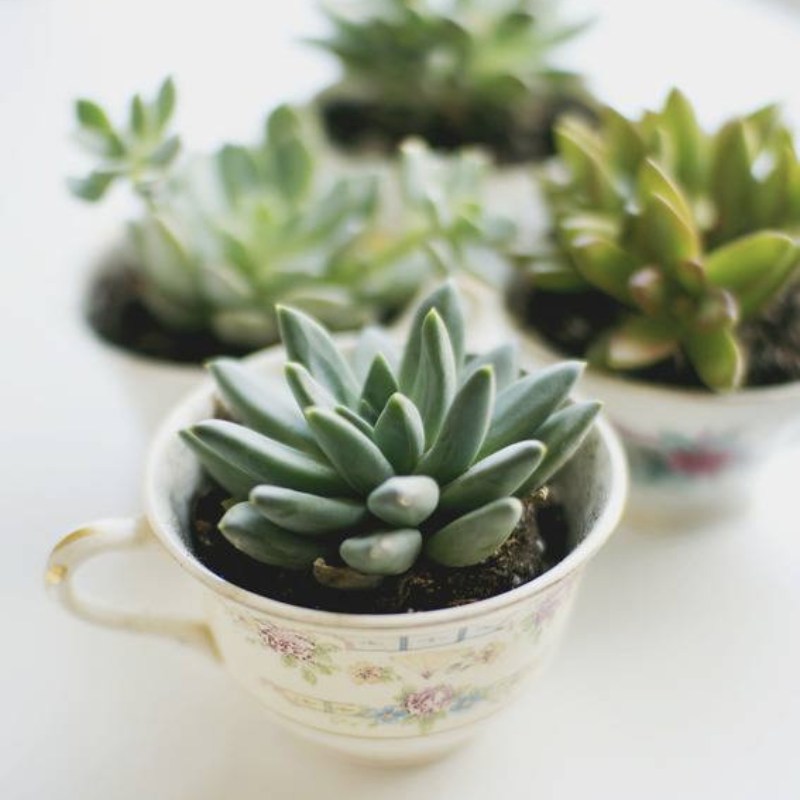home decor ideas - teacup planters