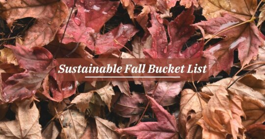 Sustainable Fall Bucket List: 10 Cozy Activities To Reconnect With Yourself And Nature